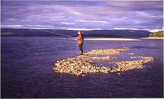 Fiske i Stabbursmynning, Foto Per Brännström