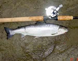 Photo: Jørgen Gilberg Sea trout taken by Jorgen Gilberg on Toby 28 g