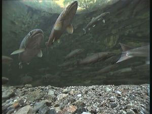 Fisk i Urvoldelva (filmat av Anders Lamberg för BBC)