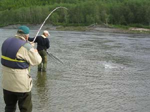 Large Namsen salmon on the hook, on Jörems fishing stretch.