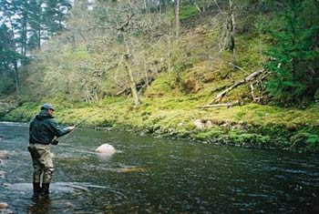 Här drillar ? lax i Glenferness foto: