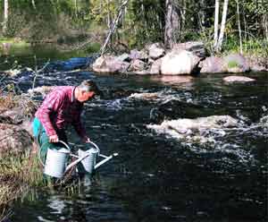 Large releases of young fish, every year in Testeboån.