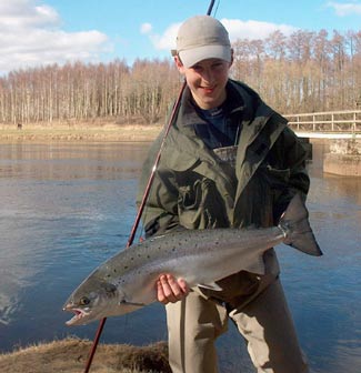 So see a Ätran salmon out, short and compact. Photo: Randolph Stenlund.