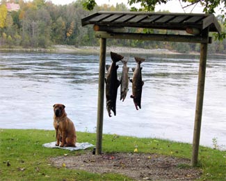 Salmon guard in zone 1. Photo: Jonas Sahlin.