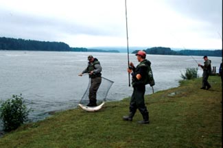 Large salmon are cut, zone 1. Photo: Jonas Sahlin.