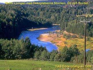 En bild av nedre Ljungan med fiskeplatserna Stocken, Ön och Bordet. Foto: Göran Hultgren