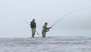 Nu, only to be glued to spöt, Laino salmon have bitten this misty kväll.