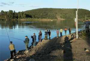 När laxen går till samlas fiskarna i stora skaror. Foto:Lars-Göran nordqvist.