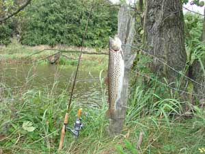 Trout of 2.5 kg caught by Alexander