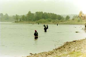 När laxen går till i Älvkarleby, står laxfiskarna på rad. Foto: Roland Strandell