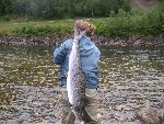 Gaula lax tagen av Sivan från fiskeklubben Fjällorna