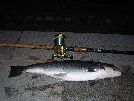 3kg's fisk fångad nu i maj på en stor svart tub.