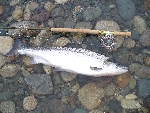 8kg Fångad av Hans Bernhardsson 14/6