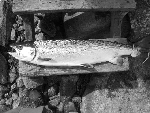Lax 5.1 kg tagen den 6/7 2007 på röd zon i Lilla Edet. Laxen är tagen av Joakim Olsson.