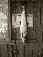 Premiär Laxen på 5,6 och nu lossnar det ......
Laxen är tagen den 5/7 2007 av Joakim Olsson.