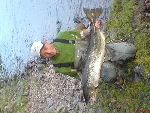 Fisken tagen nedanför jockfall vikt 15 kg och togs av Håkan Östlund Gällivare. Fångstdatum 13/7 2007