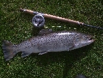 Michael Jonsson Laxmaffian Västerås med ännu en fin öring på 7320 g tagen på zon 2 2008 för ett par veckor sedan i strålande sommarväder