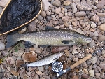 Sysslebäck 2008 lekhane ca:3kg.Laxakungen har slagit till igen. Fångad på Strömsländan 4/5, 0,17 töm,
grön haröra strl 12.