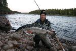 Lax landad nadanför Jockfall av fångstmannen Mattias Holmström.