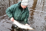 hybrid 91cm lång från pool 24 mörrum 11/4 -08