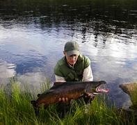 Lekfärgad laxhane tagen i augusti på Neitigården fiskecamp, Lainioälv. Återutsatt lax på ca 7 kg.