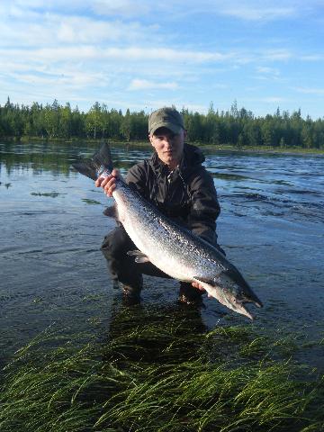 Nystigen lax på ca 8 kg tagen i juni på Neitigården fiskecamp, Lainioälv.