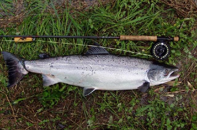 Liten rackare(7kg) fångad i Fylleån av Pierre Dahlqvist i mitten av Maj 2003