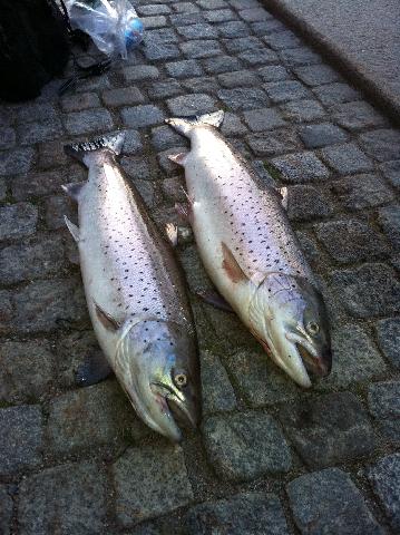 Våröringar 3,9 & 4,5