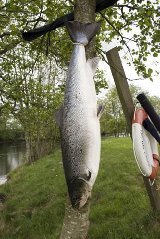 Lagan Lax vikt 6kg tagen på fluga i maj 2011 fångstman Ivo