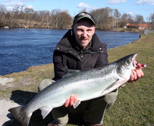 årets första blank lax från Lagan Laholm fick den 2012 03 30 på en Koppar Wiggler laxen var 88 Cm med vikt på 7.5 kilo