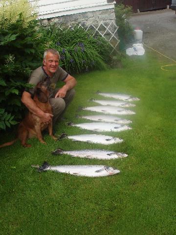 Hej anlände till Sogn 23/6 för fiske i Övre Åelven min fiskekompis Sigmund kom just hem efter 20 timmars laxfiske fin fångst på 20 timmars fiske alla på fluga OBS ej Åelven