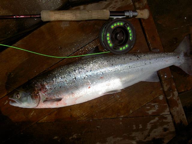 2.9 kg Dalvadas 20/7 -06