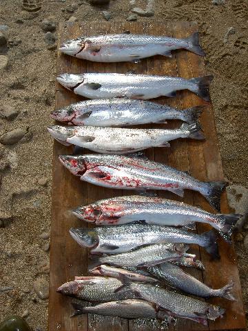 Tana 20/7-06 en natts fiske i Dalvadasforsen ...
