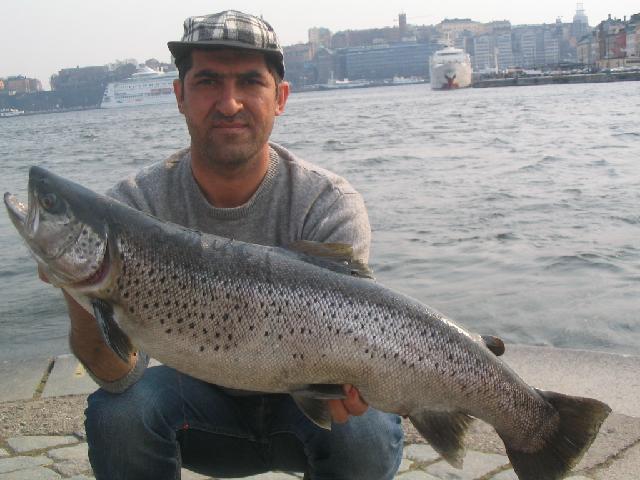 8,02 kg i maj tog med kurdish-örn fluga            Baki turhan