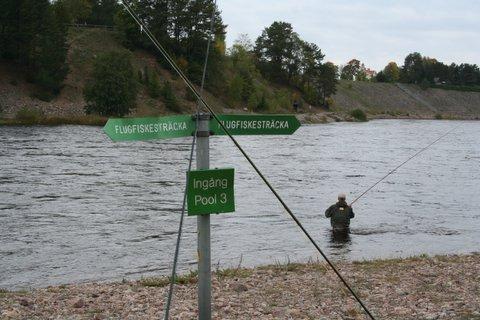 I väntan på vår tur! Flugfiskesträckan Fla,Älvkarleby Foto:Patrik Jaurnell