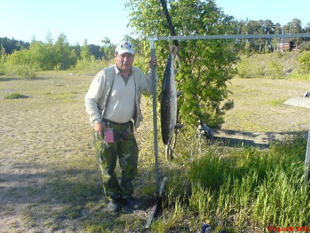 Lax 12,5 kg tagen av Bosse Jansson Harbo i Älvkarleby 010606