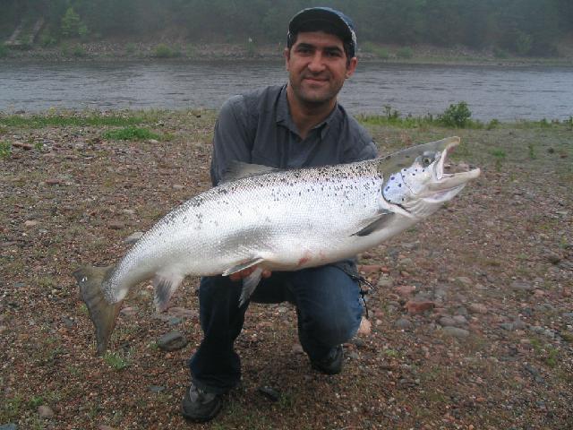 13 kg. kurdish fluga
