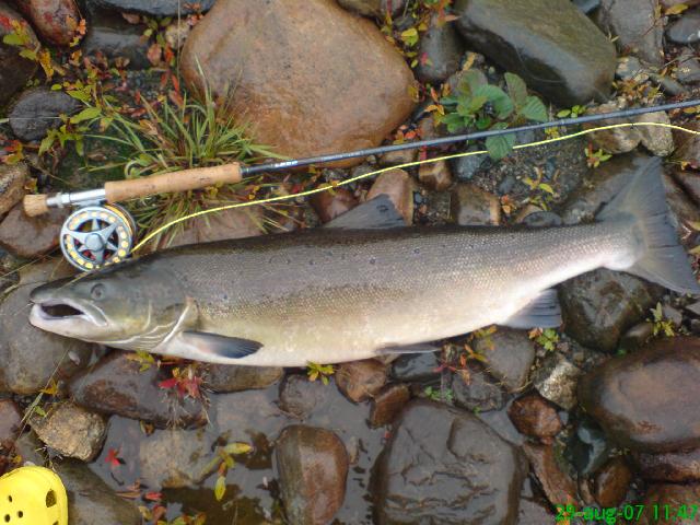 Lax tagen i årgårdsälven 29 aug-2007.8,4kg 93cm Lars Pesu Arvidsjaur