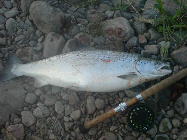 Resultat av en onsdagskväll 28/5 i Älvkarleby :) 8,4 kg Nystigen Lax.