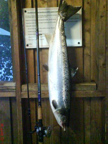 Premiär laxen är landad. 6.1kg 84cm (Sölveblank) i Lilla edet. Jocke Olsson THN 2008-07-02