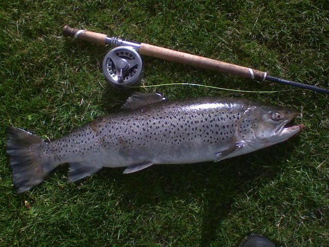 Michael Jonsson Laxmaffian Västerås med ännu en fin öring på 7320 g tagen på zon 2 2008 för ett par veckor sedan i strålande sommarväder