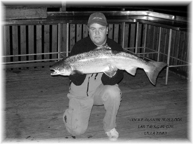 LAX 7.6 KG 91 CM BLÅ ZON LILLA EDET 31/8 2008 M.V.H JOCKE OLSSON