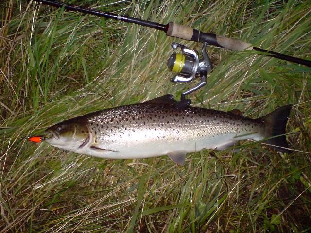 2008-08-02. Havsöring Rönneå, 64 cm.