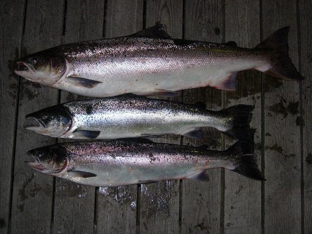 SALMO SALAR x 3 EN LAX TRIPPEL I LILLA EDET AV JOCKE OLSSON........AUGUSTI 2008