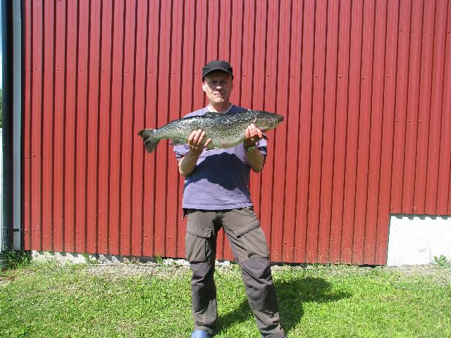 Havsöring 8/7-08 6,5 Kg