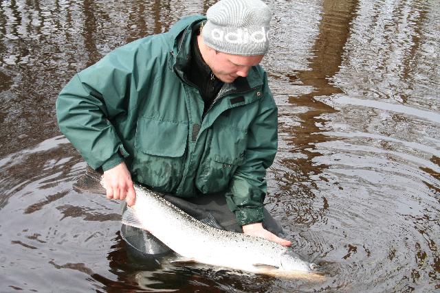 hybrid 91cm lång från pool 24 mörrum 11/4 -08