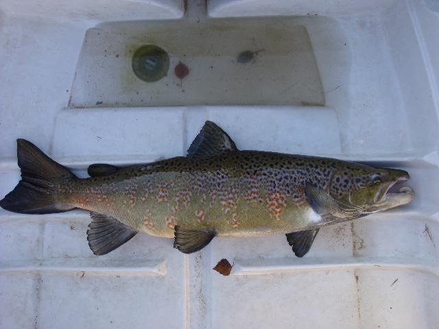 Laxmaffian Michael Jonsson med en otroligt vacker leklax på 5,3 kg tagen under höstfiske på en liten nymf 85 cm hanlax C & R