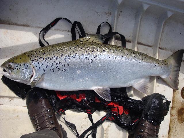 Laxmaffian Michael Jonsson med en blank G-lax på 9,6 kg 93cm, fångad i juni 2009  C & R